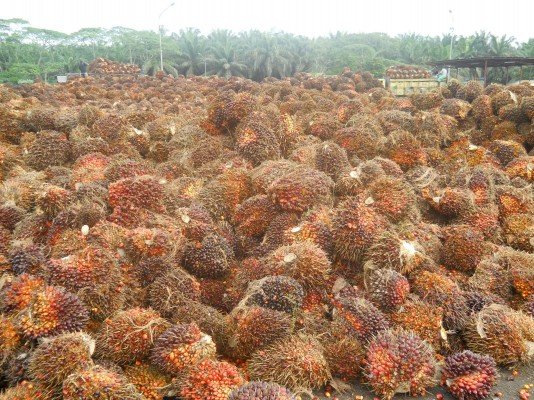 Petani Di Bangkinang Gembira, Harga TBS Naik 