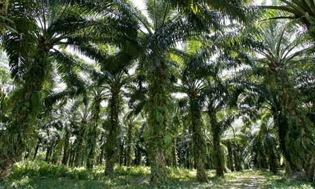 Ribuan Hektare Kebun Sawit PDKS Dilaporkan Tidak Terawat