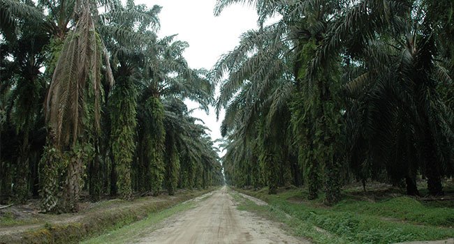 Ajak Perusahaan Sawit, PU Perbaiki Jalan Poros di Belitang