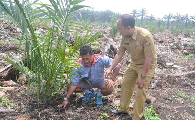 Dana Replanting Masih Nganggur