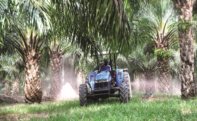 Ini Inovasi Sawit Bisa Dongkrak Daya Saing Kebun Sawit Nasional 
