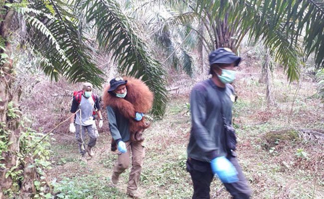 KLHK Ajak Perusahaan Sawit Terkait Penanganan Orangutan