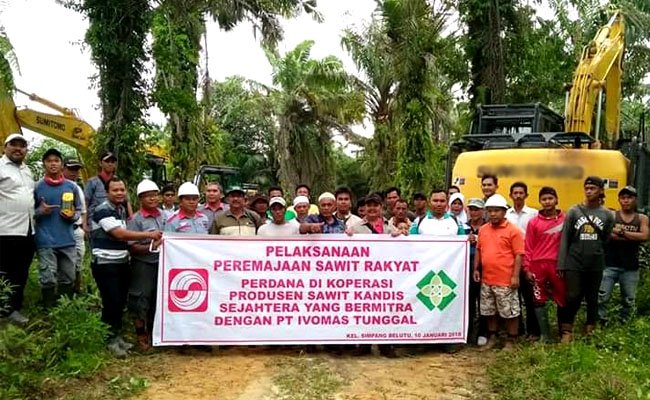 Perkebunan Kelapa Sawit Seluas 247 ha di Kandis Resmi Diremajakan