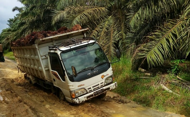 Petani Sawit di Sekadau Rugi Besar