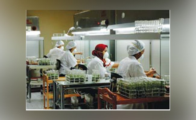 Produk Riset Sawit di Indonesia Belum Kuat
