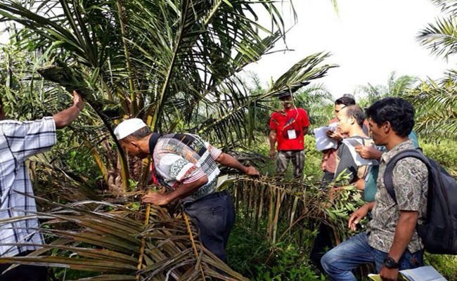 Sawit Rakyat Butuh Subsidi Lebih Dibanding Biodiesel