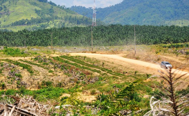El-Nino Belum Jadi Ancaman Sawit di 2019