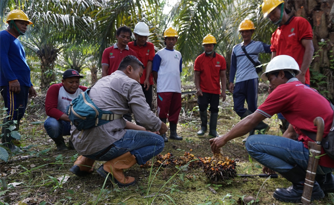 Genjot Produksi, Kelompok Tani Karya Bersama Terapkan Praktik Sawit Berkelanjutan