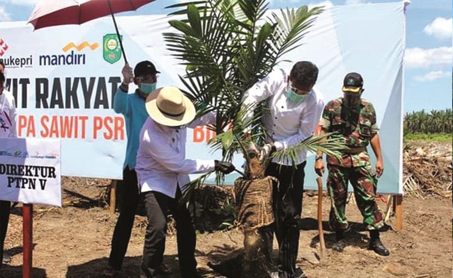 Holding Perkebunan pun Lakukan Peremajaan Sawit Rakyat