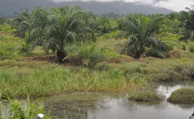 209 Petani Sawit Sawadaya Lakukan Pengelolaan Sawit Berkelanjutan di Lahan Gambut
