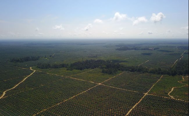 Dua Anak Perusahan Sawit ANJ di Papua Peroleh Sertifikasi RSPO