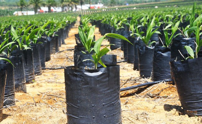 Fasilitasi Bibit Sawit Unggul untuk Petani, Komisi VI Apresiasi PTPN V