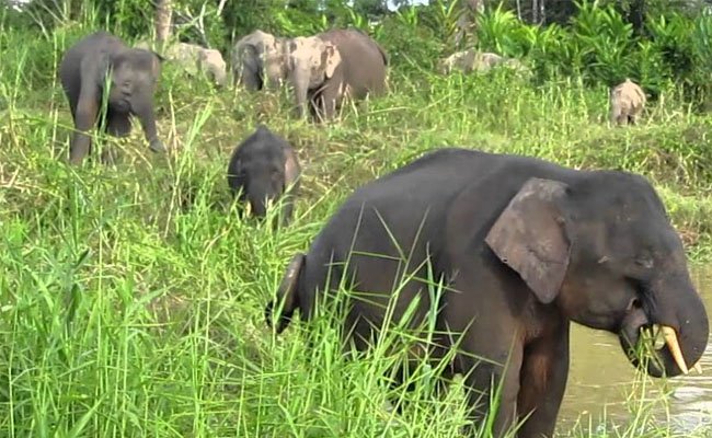 Gajah Rusak Lahan Sawit Rakyat, Dalam Sepekan Ini