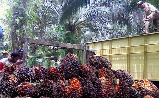 Harga TBS Sawit Sumsel Periode I - Januari 2022 Turun Menjadi Rp 3.055,46/kg