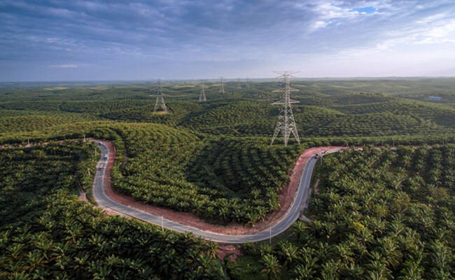 Ironi Tata Kelola Sawit Indonesia
