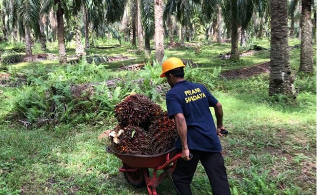 Lima Langkah Smile, Perkuat Praktik Berkelanjutan Petani Sawit Swadaya