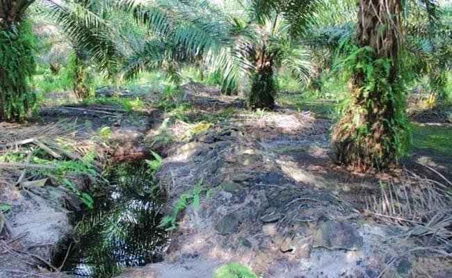 Membuat Lahan Kelapa Sawit Kelas Tiga Berproduksi Tinggi