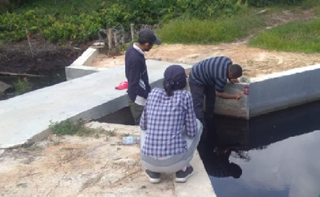 Pengelolaan Gambut Terbaik, Solusi Bagi Kebun Sawit Petani di Areal Gambut