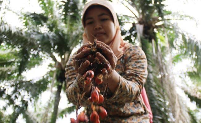 Saatnya Melihat Sawit Dengan Hati