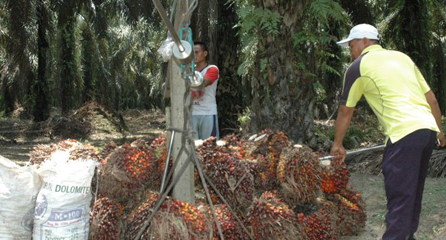 Harga TBS Jatuh, Perekonomian Petani Sawit Terpuruk