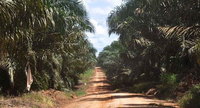 INFO PETANI : KEMITRAAN SWADAYA  JADIKAN PETANI HAPPY