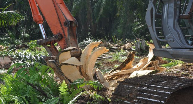 Kerusakan Hutan Percepat Kepunahan Flora Langka