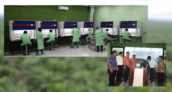 PT SOCFIN INDONESIA DIPERKUAT LABORATORIUM TISSUE CULTURE DAN BIOMOLEKULER