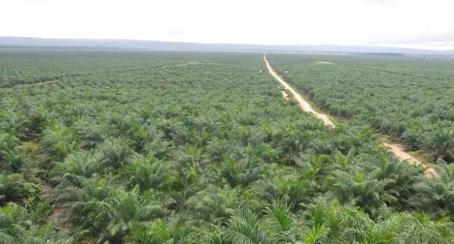 STANDAR BERKELANJUTAN DI INDONESIA MEMPERKUAT APA MALAH MENGGANJAL