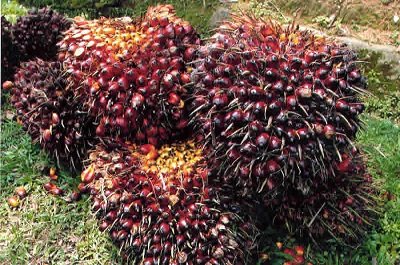Harga TBS Riau Priode 20-26 Juli Turun Rp 71,97/kg
