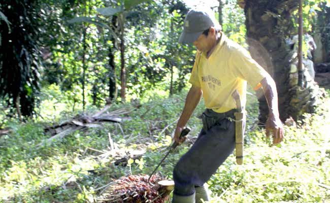 INFO PETANI - Mempersiapkan Tenaga dan Alat Pemanen