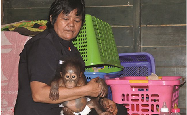 Orangutan akan dilepas liarkan guna kembali ke habitatnya