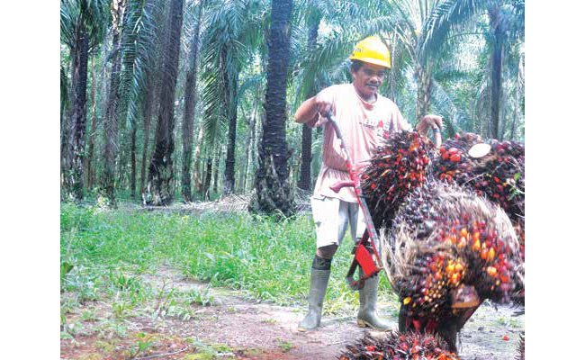 KEMITRAAN PETANI DUKUNG USAHA SAWIT