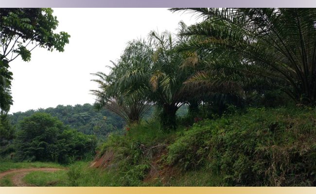 Poltek CWE Punya Kebun Praktik Seluas 12 Ha