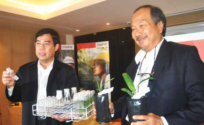 PT SMART TBK HASILKAN BENIH SAWIT KULJAR  EKA 1& 2