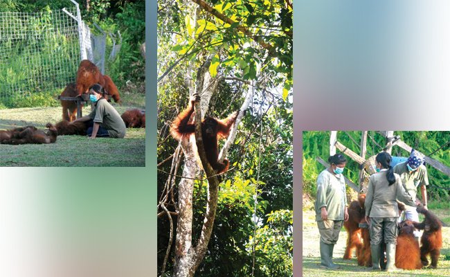 SALAT NUSA,  SURGA YANG DIRINDUKAN  ORANGUTAN