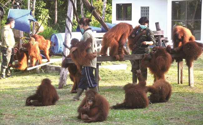Sebelum Dilepas ke Alam Liar, Orangutan pun Belajar Beradaptasi