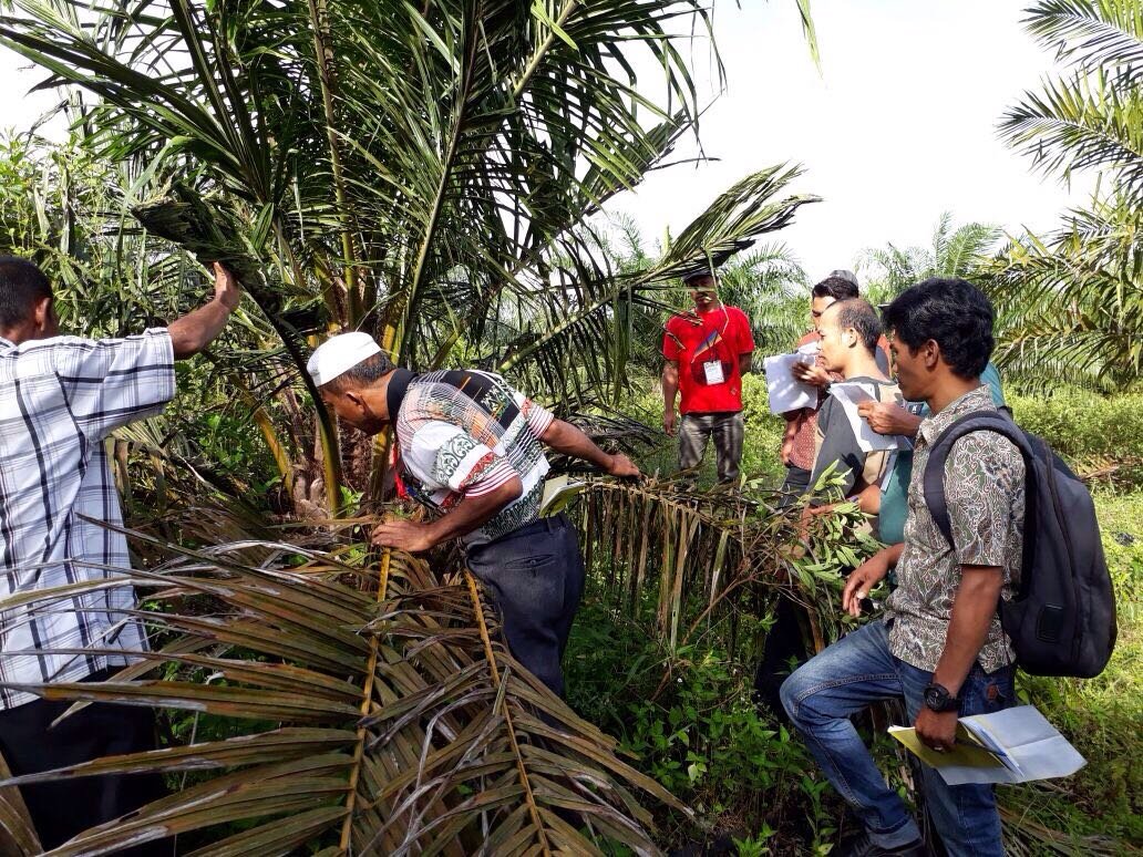 SPSK dan WRI Adakan Training of Trainer GAP Untuk Petani di Rokan Hulu