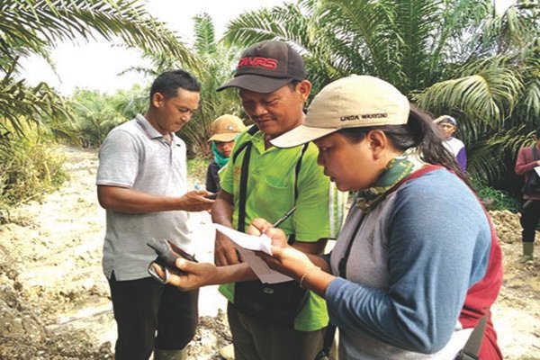Verifikasi Lahan Jadi Kendala Peremajaan Sawit Rakyat