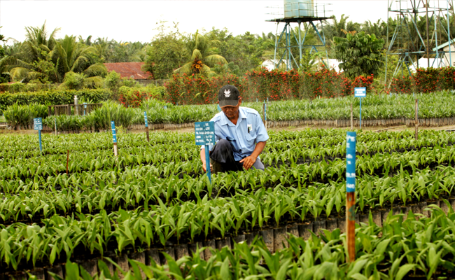 Asian Agri Dukung Peremajaan Sawit  Melalui Pengadaan Bibit Berkualitas