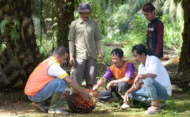 BGA Group Bantu Petani Plasma Sawit Terkait Kepemilikan Lahan