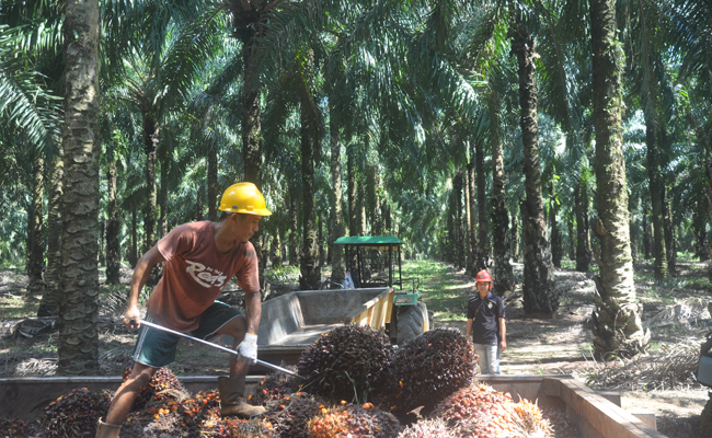 Kencana Agri Jual Saham Sawit Alam Permai