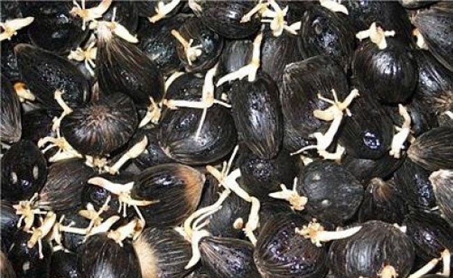 Tata Cara Persetujuan Penyaluran Benih Kelapa Sawit