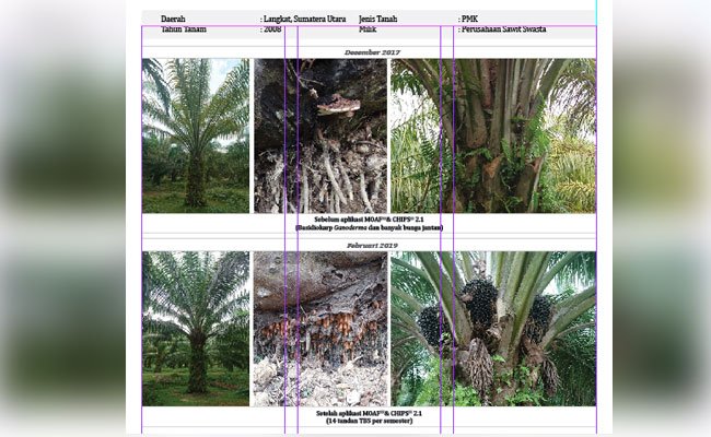 Manajemen Produktivitas dan Hama Penyakit Saat Krisis Harga Sawit