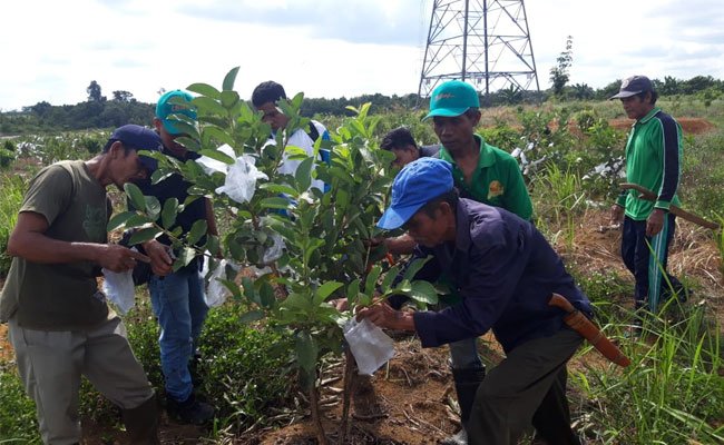 Perusahaan Sawit PT WNL Adakan Pelatihan Pengembangan Buah Lokal