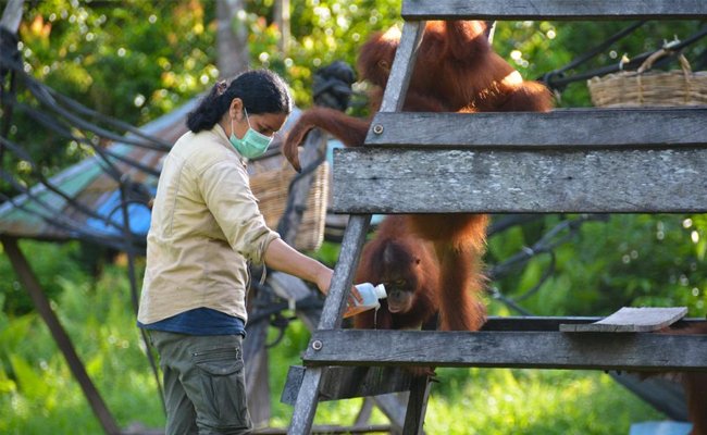 Cegah Covid-19, Perusahaan Sawit Beri Bantuan Ke Pusat Rehibilitasi Orangutan