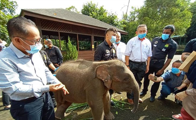 FGV Tanggung Biaya Perawatan Gajah Kalimantan yang Terluka di Sabah