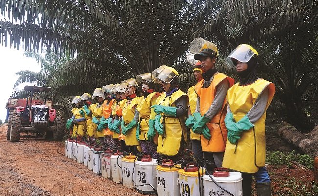 Pekerja Kebun Sawit Menggunakan APD