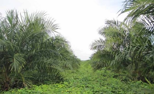 Mencegah Gulma Di Kebun Sawit Merajalela