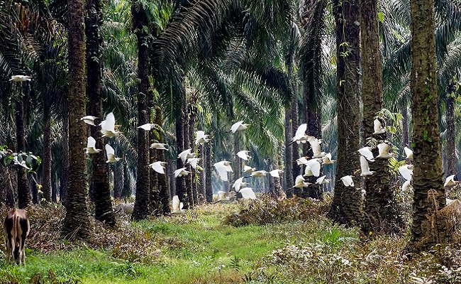 Mereka pun Hidup Diantara Pohon Sawit