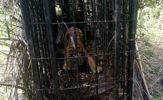 Muncul di Perkebunan Kelapa Sawit, Harimau Sumatera Berhasil Dievakuasi